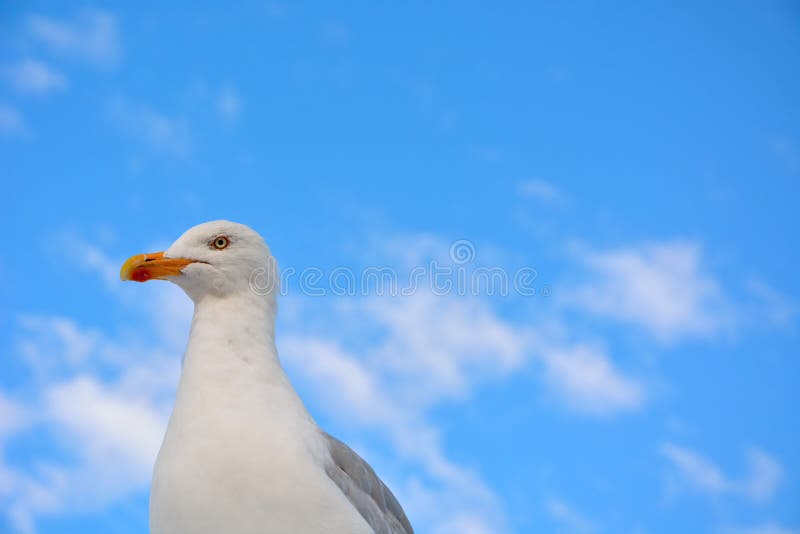 Αλλά αστείο seagull στοκ εικόνες Αλλά αστείο seagull στοκ εικόνες
