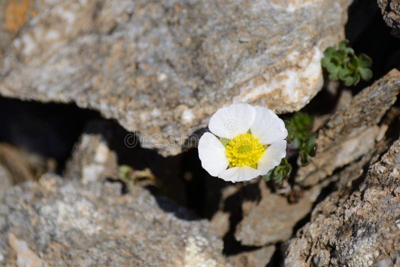 Close up of a little flower (Pulsatilla alpina, alpine pasqueflower or alpine anemone) among rocks in the italian Alps. Close up of a little flower (Pulsatilla alpina, alpine pasqueflower or alpine anemone) among rocks in the italian Alps.