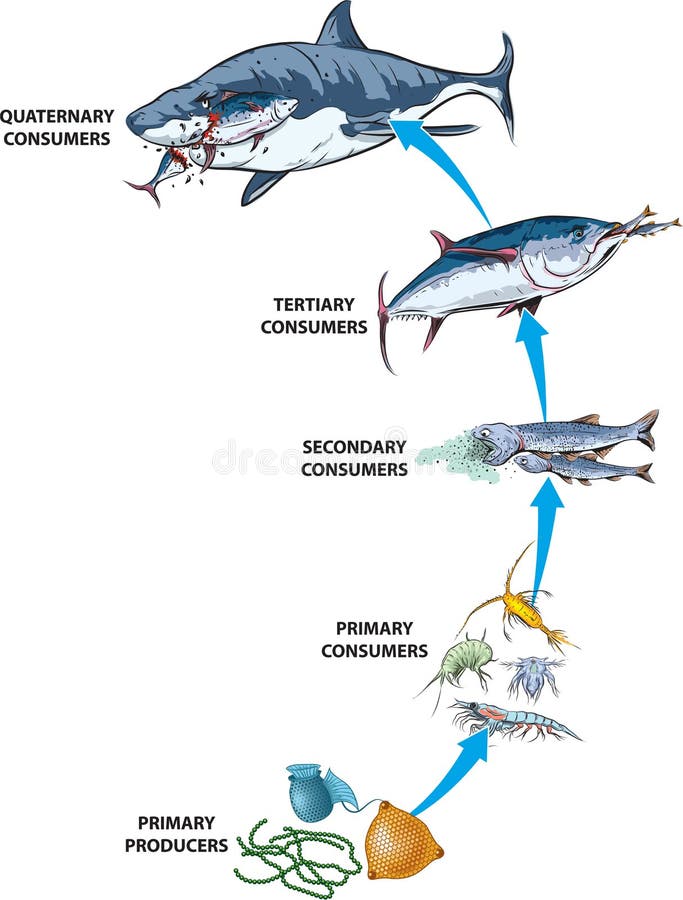 Vector illustration of basic marine food chain. Vector illustration of basic marine food chain.