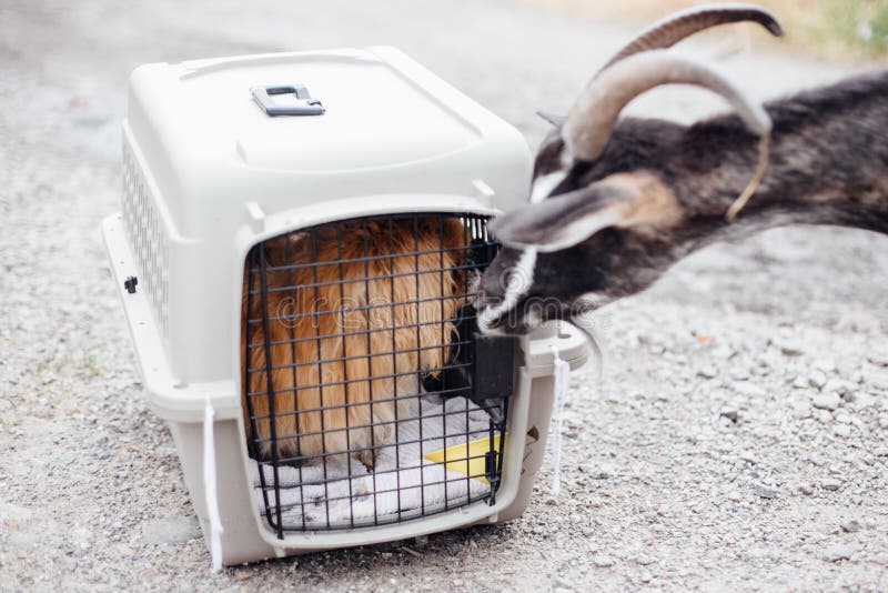 Αίγα που κάνει τους φίλους με την παλαιά pekingese συνεδρίαση σκυλιών στη μεταφορά του κλουβιού στο καταφύγιο Λατρευτό παλαιό και στοκ εικόνα Αίγα που κάνει τους φίλους με την παλαιά pekingese συνεδρίαση σκυλιών στη μεταφορά του κλουβιού στο καταφύγιο Λατρευτό παλαιό και στοκ εικόνα