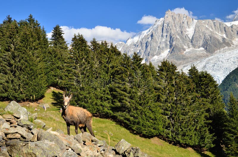 αίγαγροι chamonix Γαλλία στοκ φωτογραφία με δικαίωμα ελεύθερης χρήσης