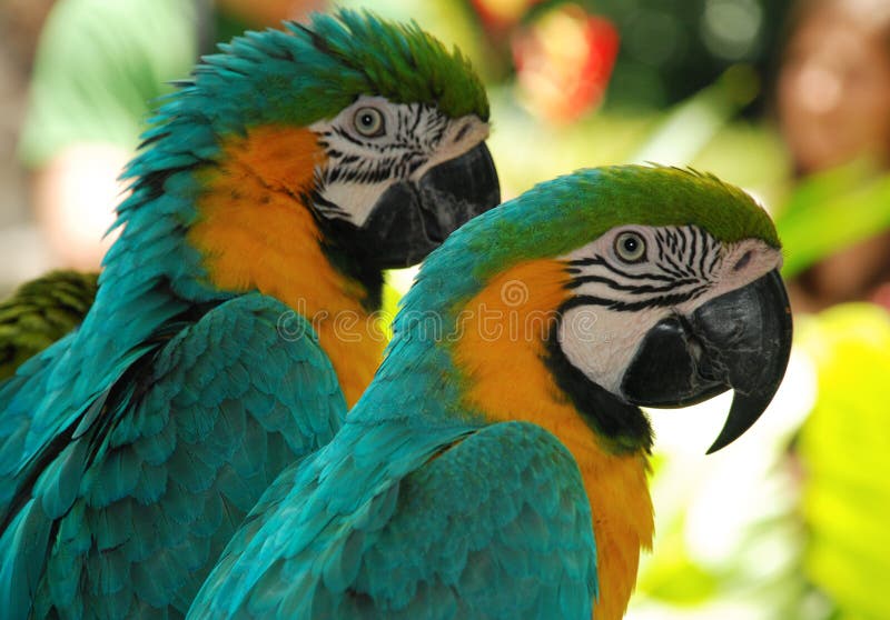 Portraits of macaw birds in park. Portraits of macaw birds in park