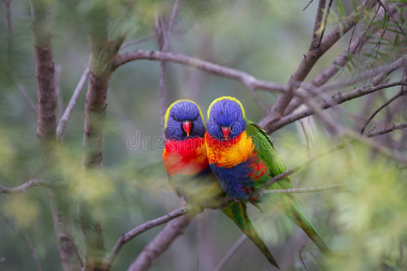 Two beautiful Lorikeet love birds sitting on a branch with a soft focus background. Two beautiful Lorikeet love birds sitting on a branch with a soft focus background