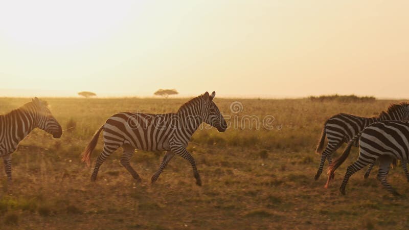 αγέλη ζέβρα που τρέχει στα ηλιοβασίλεμα αφρικανικά ζώα στην αφρική άγρια πανίδα safari στο maasai mara στην κένυα