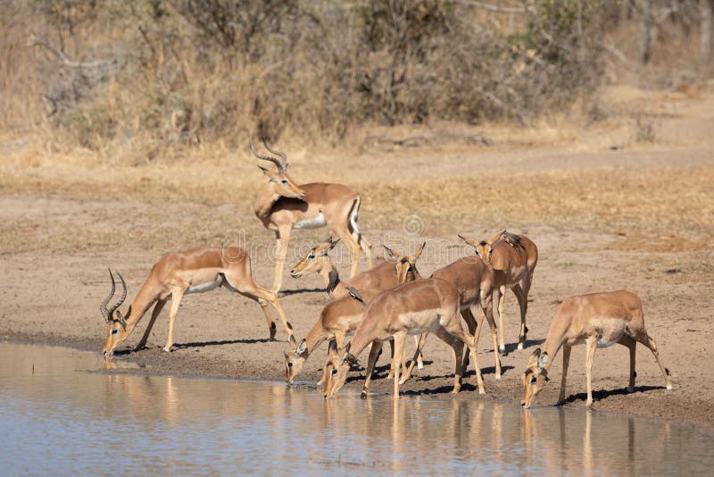 Αγέλη της Impala, Kruger Park, Νότια Αφρική στοκ εικόνες