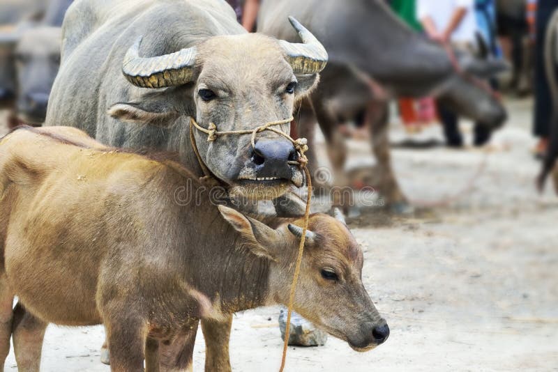Αγελάδα στην αγορά του Βιετνάμ στοκ εικόνες