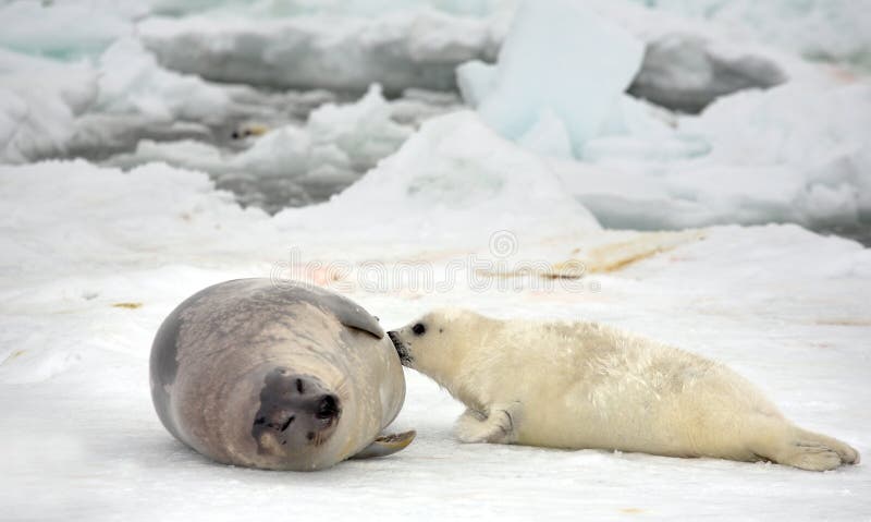 Happy mother harp seal cow and newborn pup on ice. Happy mother harp seal cow and newborn pup on ice