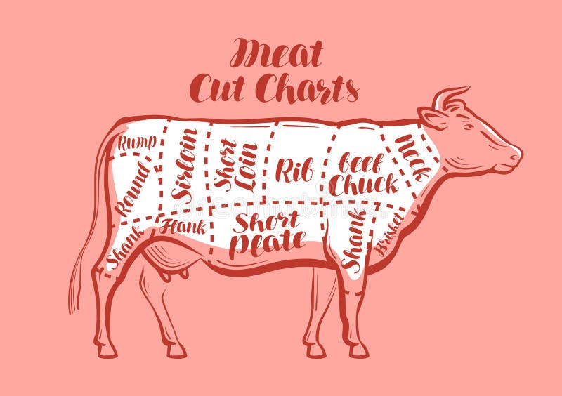 Cow, beef, meat cuts. Scheme or diagrams for butcher shop. Vector. Cow, beef, meat cuts. Scheme or diagrams for butcher shop. Vector