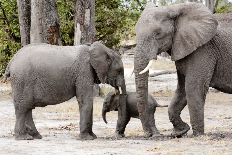 Baby elephant between mother and brother, Okavango Delta, Botswana, Africa. Baby elephant between mother and brother, Okavango Delta, Botswana, Africa