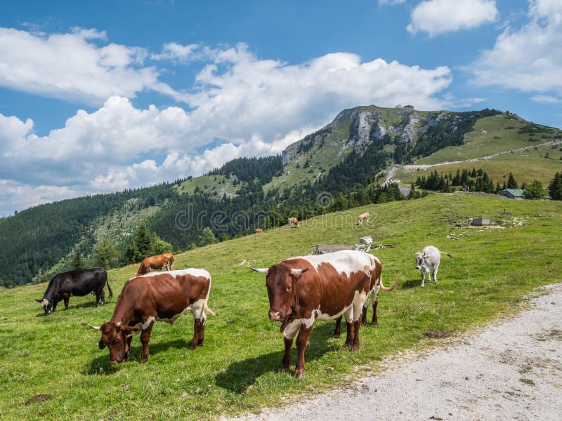 Cows graze on a mountain pasture. Cows graze on a mountain pasture