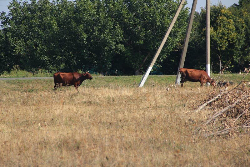 Cows graze in the meadow. Cows graze in the meadow