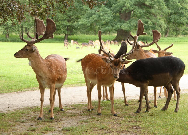 αγρανάπαυση deers στοκ εικόνες με δικαίωμα ελεύθερης χρήσης