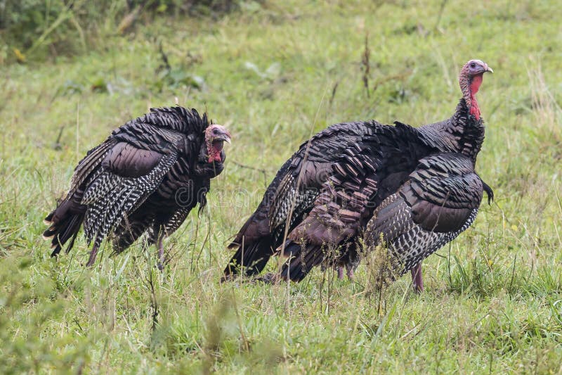 Wild turkeys grazing in a field in Great Smoky Mountains National Park North Carolina. Wild turkeys grazing in a field in Great Smoky Mountains National Park North Carolina.