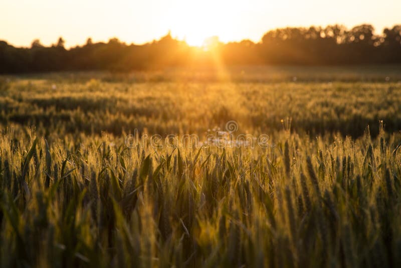 Sunset or sunrise golden hour over a field of wheat crops growing on farm. Sunset or sunrise golden hour over a field of wheat crops growing on farm