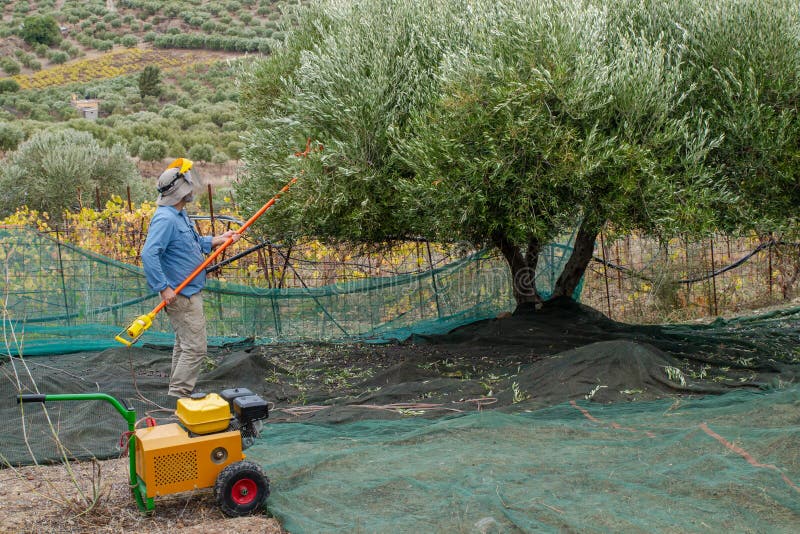 Αγρότες που μαζεύουν ελιές στην Ελλάδα, Κρήτη Συγκομιδή νωπών ελιών, παραγωγή ελαιολάδου Επιλογή ελιών στοκ φωτογραφία με δικαίωμα ελεύθερης χρήσης