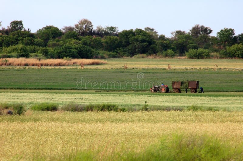 Farmer in Africa working in his wheat field with an old tractor. Farmer in Africa working in his wheat field with an old tractor.