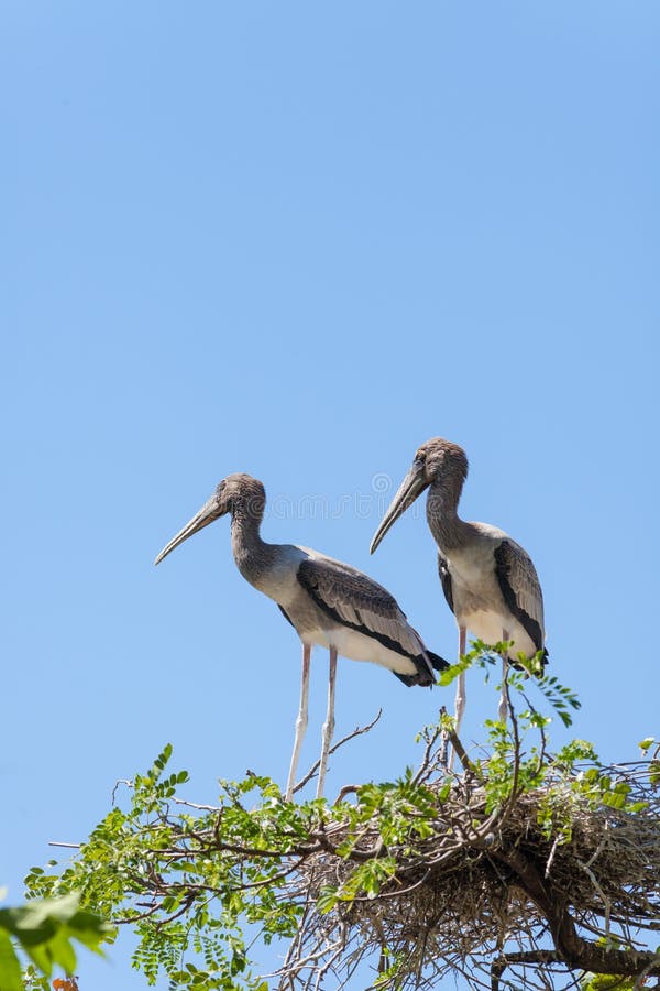 Αδελφός δύο του ασιατικού πελαργού Openbill στοκ εικόνες