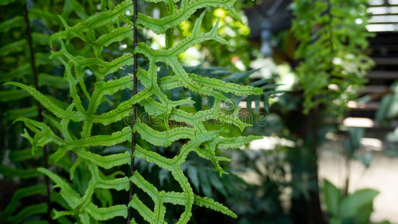 Αειθαλές φύλλο ιχθυοτροφείου, γνωστό ως Wart fern of Hawii που ονομάζεται monarch fern ή musk fern στην οικογένεια Polypodiaceae στοκ φωτογραφία με δικαίωμα ελεύθερης χρήσης Αειθαλές φύλλο ιχθυοτροφείου, γνωστό ως Wart fern of Hawii που ονομάζεται monarch fern ή musk fern στην οικογένεια Polypodiaceae στοκ φωτογραφία με δικαίωμα ελεύθερης χρήσης