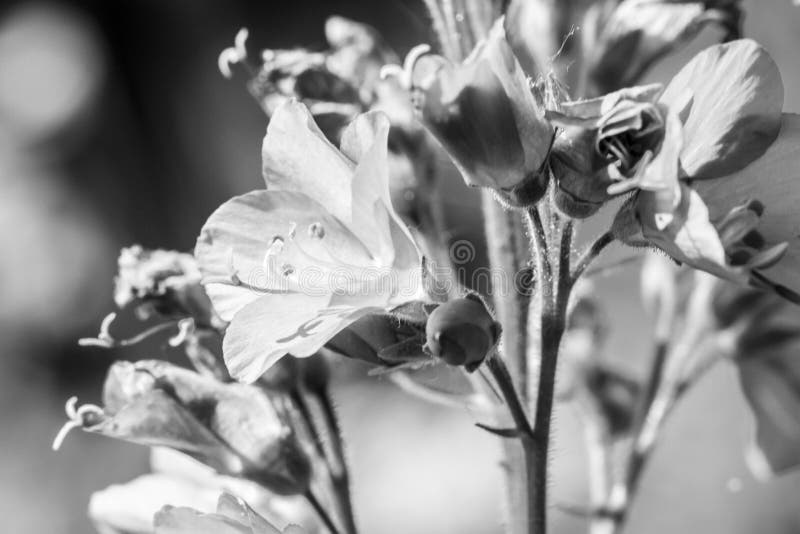 Αερώδες μαλακό άσπρο λουλούδι του rotundifolia campanula στον ήλιο Κλείστε επάνω, γραπτή εικόνα Ρομαντική ευγενής καλλιτεχνική ει στοκ εικόνα Αερώδες μαλακό άσπρο λουλούδι του rotundifolia campanula στον ήλιο Κλείστε επάνω, γραπτή εικόνα Ρομαντική ευγενής καλλιτεχνική ει στοκ εικόνα
