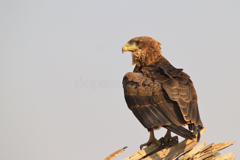 Αετός Bateleur - υπόβαθρο άγριας φύσης από την Αφρική - που κοιτάζει επίμονα στην απόσταση στοκ εικόνες Αετός Bateleur - υπόβαθρο άγριας φύσης από την Αφρική - που κοιτάζει επίμονα στην απόσταση στοκ εικόνες