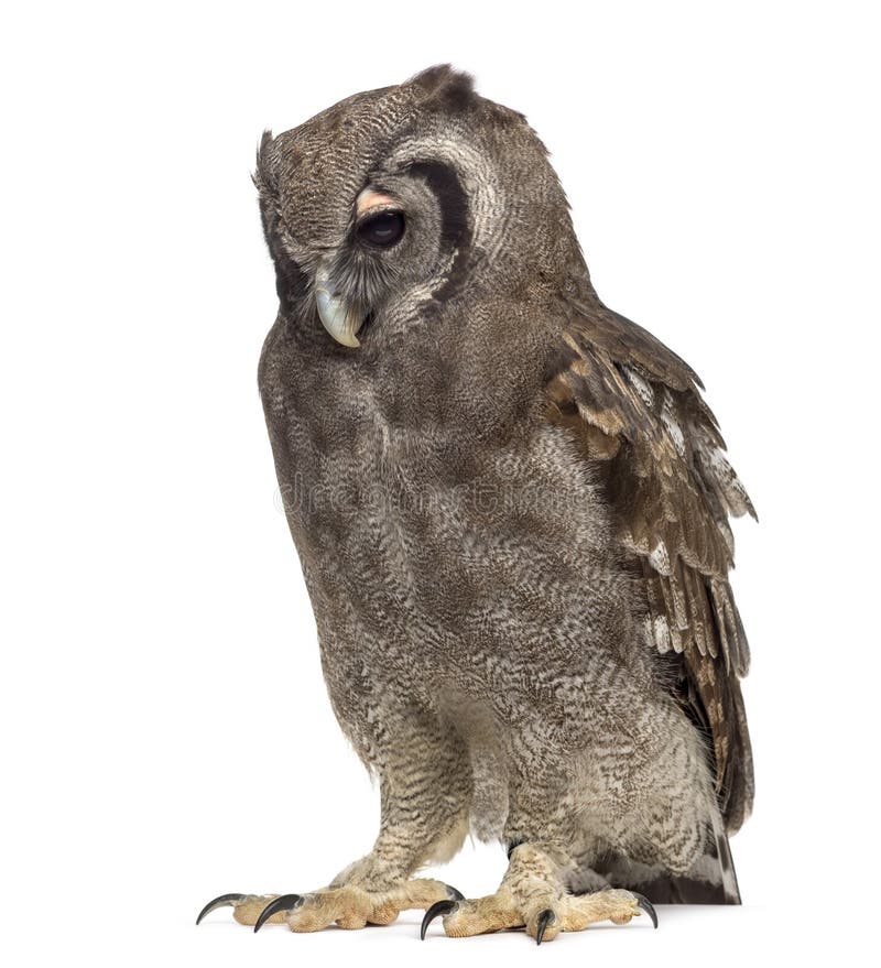 Verreaux's eagle-owl - Bubo lacteus (3 years old) in front of a white background. Verreaux's eagle-owl - Bubo lacteus (3 years old) in front of a white background