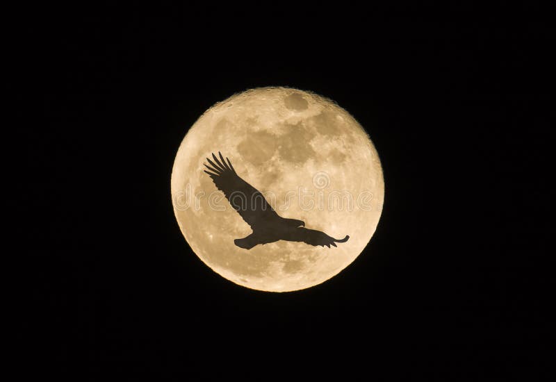 Eagle in backlight flying on full moon, France. Eagle in backlight flying on full moon, France