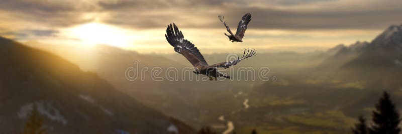 Majestic Golden Eagle flying at sunset. Majestic Golden Eagle flying at sunset