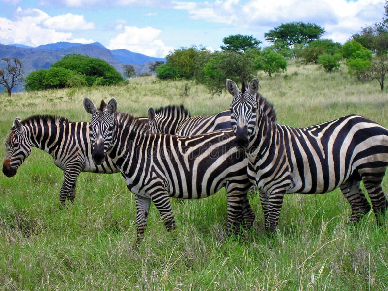 αιθιοπικά zebras σαβανών στοκ φωτογραφίες αιθιοπικά zebras σαβανών στοκ φωτογραφίες