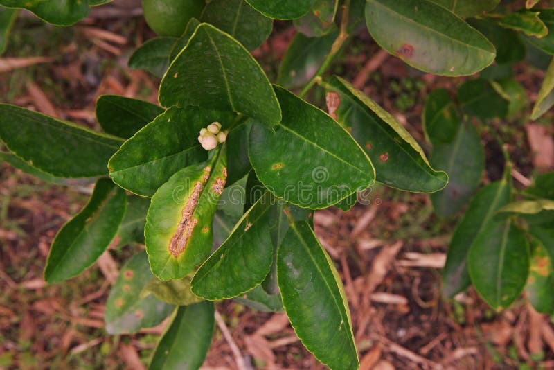 Lime canker disease causes by bacteria,leaf canker a major disease of citrus plant. Lime canker disease causes by bacteria,leaf canker a major disease of citrus plant