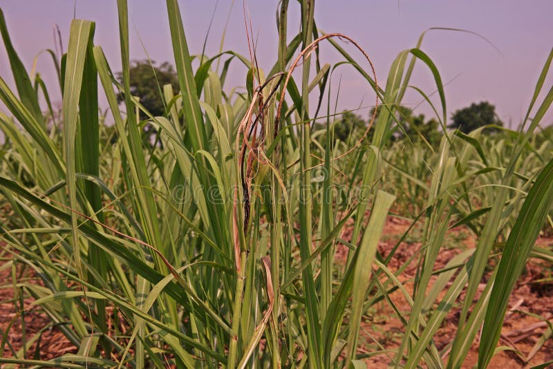 Sugarcane causes by fungus, major disease causes yield lost and healthy decline. Sugarcane causes by fungus, major disease causes yield lost and healthy decline