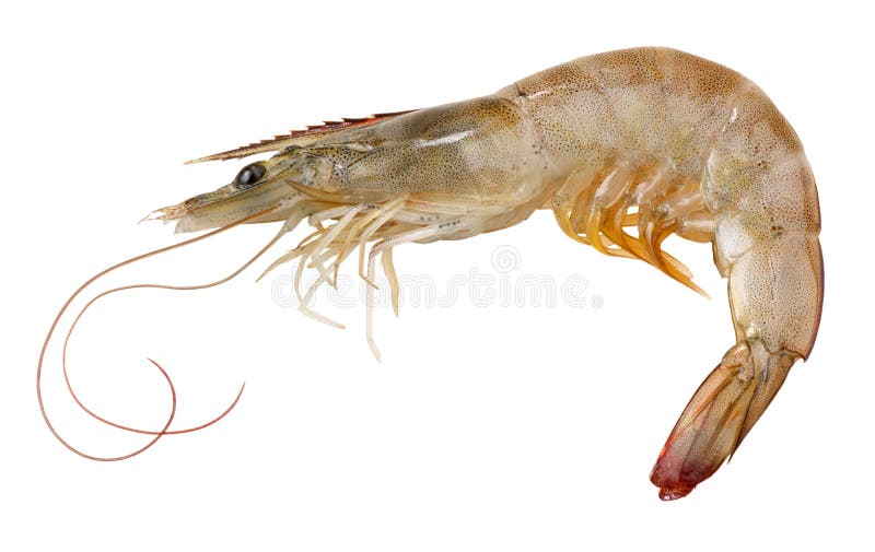 A raw shrimp on white background. A raw shrimp on white background