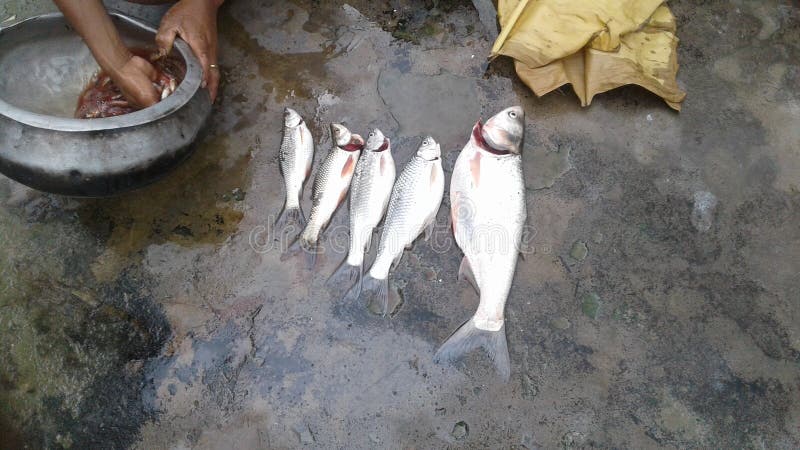 Ακατέργαστος και ασημένιος κύβος fishs στον ποταμό μου στοκ φωτογραφίες με δικαίωμα ελεύθερης χρήσης Ακατέργαστος και ασημένιος κύβος fishs στον ποταμό μου στοκ φωτογραφίες με δικαίωμα ελεύθερης χρήσης