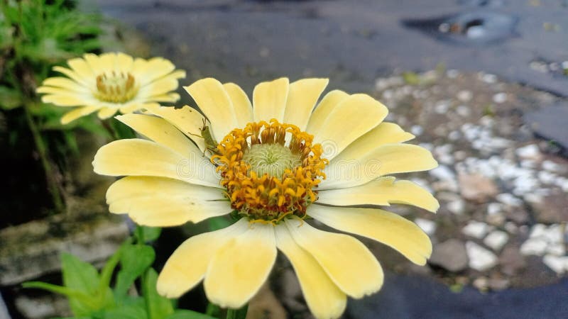 ακρίδες και δύο κίτρινα λουλούδια στοκ εικόνες