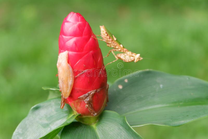 ακρίδες και λουλούδια στοκ φωτογραφίες με δικαίωμα ελεύθερης χρήσης