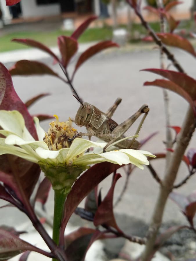 ακρίδες και λουλούδια στοκ εικόνες