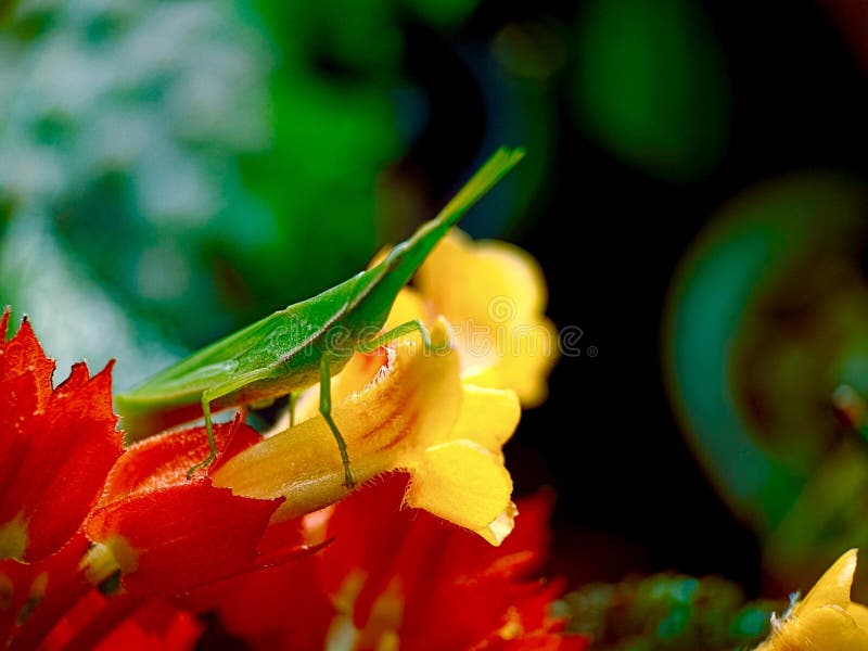 Ακρίδες και λουλούδια το πρωί στοκ εικόνα