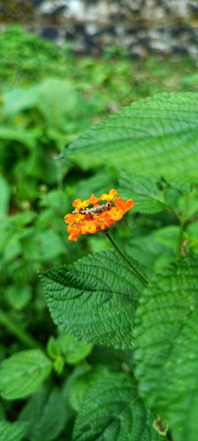 ακρίδες που απολαμβάνουν λουλούδια στοκ φωτογραφία με δικαίωμα ελεύθερης χρήσης