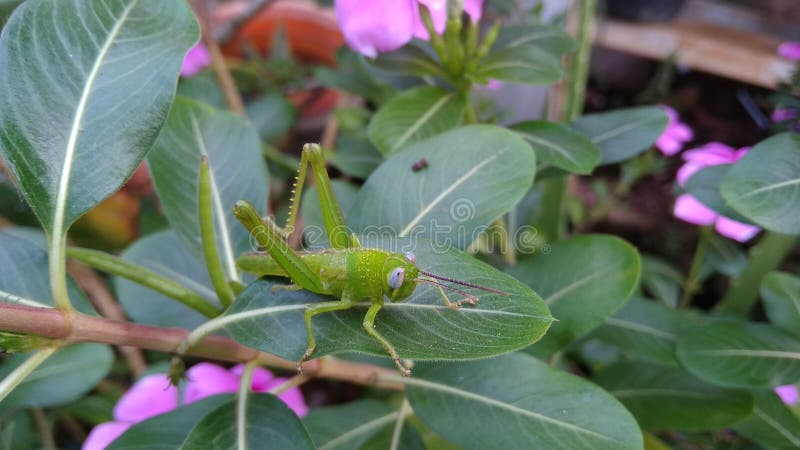 ακρίδες που σκαρφαλώνουν στον κήπο και στα λουλούδια στοκ εικόνες