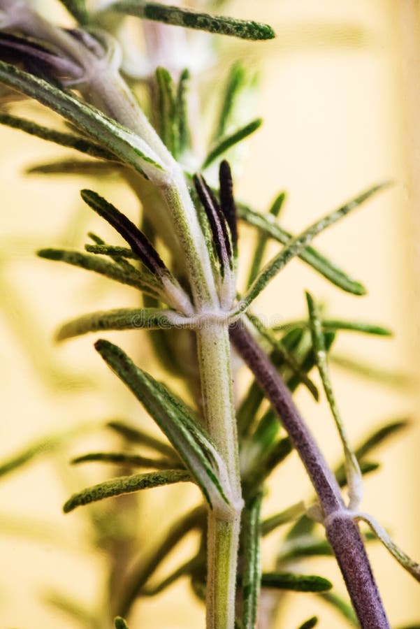 Closeup of rosemary twig infused in raisin seeds oil. Closeup of rosemary twig infused in raisin seeds oil