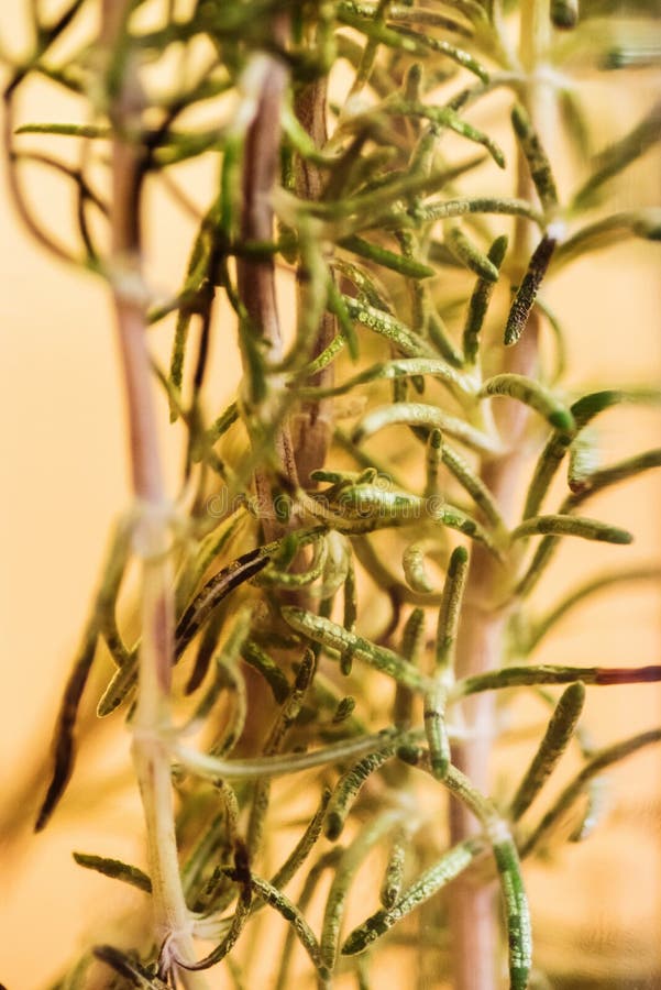 Closeup of rosemary twig infused in raisin seeds oil. Closeup of rosemary twig infused in raisin seeds oil