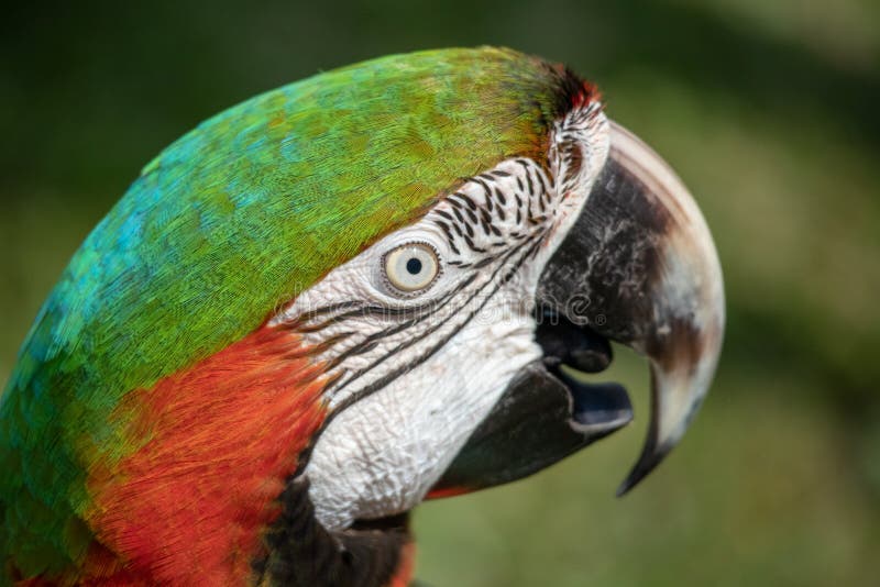 Ακριβό και exoitic υβριδικό ζωηρόχρωμο πορτρέτο Macaw κατοικίδιων ζώων στοκ φωτογραφίες με δικαίωμα ελεύθερης χρήσης Ακριβό και exoitic υβριδικό ζωηρόχρωμο πορτρέτο Macaw κατοικίδιων ζώων στοκ φωτογραφίες με δικαίωμα ελεύθερης χρήσης