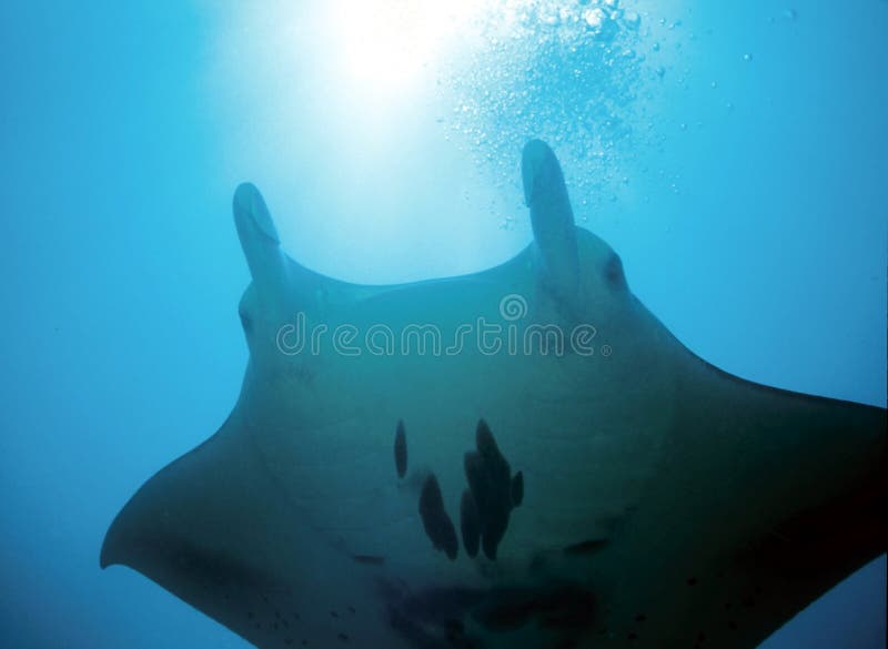 ακτίνα manta στοκ εικόνες ακτίνα manta στοκ εικόνες