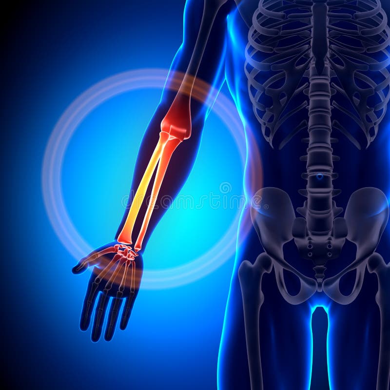 Ακτίνα/Ulna - κόκκαλα ανατομίας ελεύθερη απεικόνιση δικαιώματος Ακτίνα/Ulna - κόκκαλα ανατομίας ελεύθερη απεικόνιση δικαιώματος