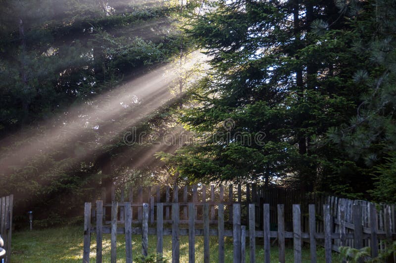 Rural idyll with sun rays through the pine tree to yard enclosed by wooden fence. Rural idyll with sun rays through the pine tree to yard enclosed by wooden fence