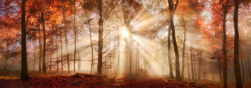 Ακτίνες του φωτός του ήλιου σε ένα misty δάσος φθινοπώρου στοκ φωτογραφία με δικαίωμα ελεύθερης χρήσης
