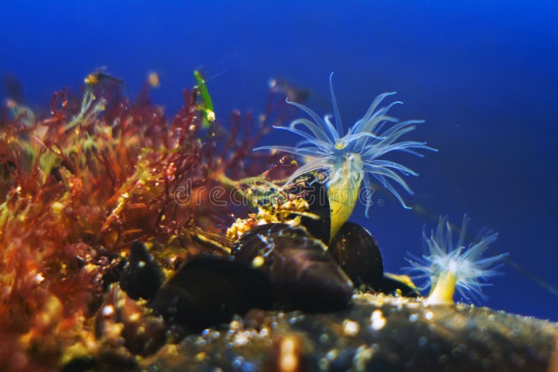 Actinia sp., sea anemone in Black Sea saltwater marine biotope aquarium, macro shot of invasive alien species on stone with red algae and group of mytilaster mollusc in littoral zone. Actinia sp., sea anemone in Black Sea saltwater marine biotope aquarium, macro shot of invasive alien species on stone with red algae and group of mytilaster mollusc in littoral zone