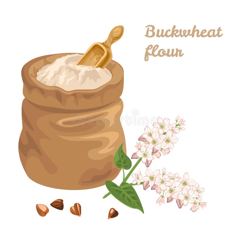 Buckwheat flour in a canvas bag with a measuring scoop and branch of a flowering plant isolated on white background. Gluten free food vector illustration in cartoon simple flat style. Buckwheat flour in a canvas bag with a measuring scoop and branch of a flowering plant isolated on white background. Gluten free food vector illustration in cartoon simple flat style.