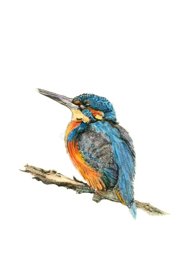 Hand drawn illustration of a kingfisher against a white background. Illustration by marilyna. Hand drawn illustration of a kingfisher against a white background. Illustration by marilyna.