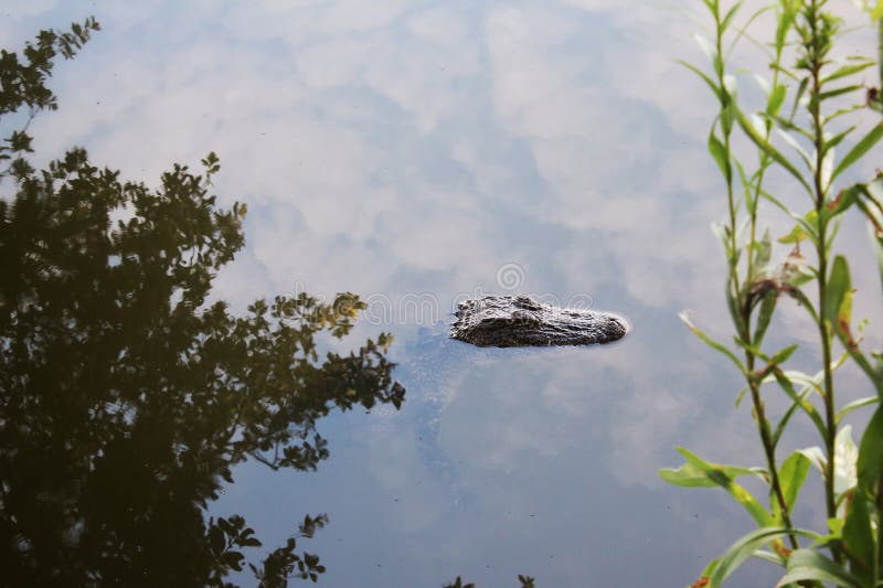 An alligator in the water at the beautiful environment of South Louisiana on Bayou Lafourche. An alligator in the water at the beautiful environment of South Louisiana on Bayou Lafourche.