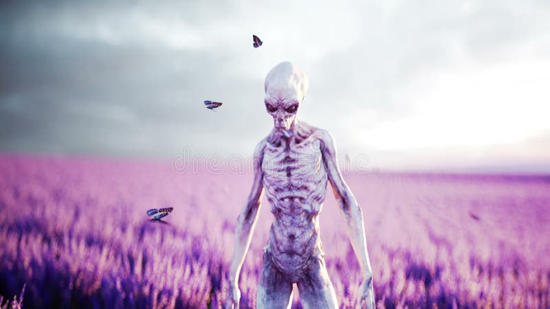 Αλλοδαπός με τις πεταλούδες lavender στον τομέα έννοια UFO Ρεαλιστική 4K ζωτικότητα απεικόνιση αποθεμάτων